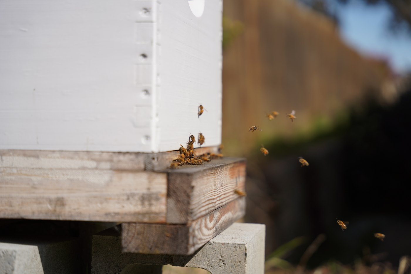 Honeybees entering and leaving a Langstroth hive.